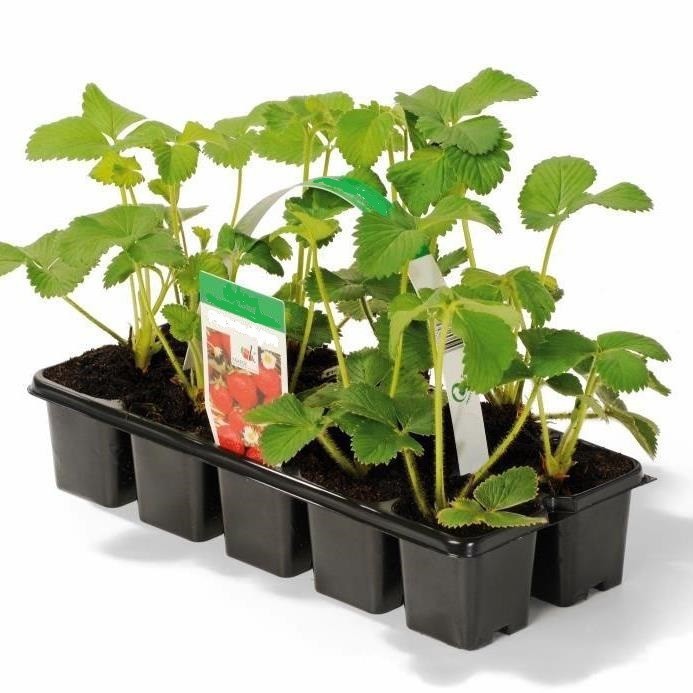 Erdbeere Mara des Bois ® (10-er Tray)