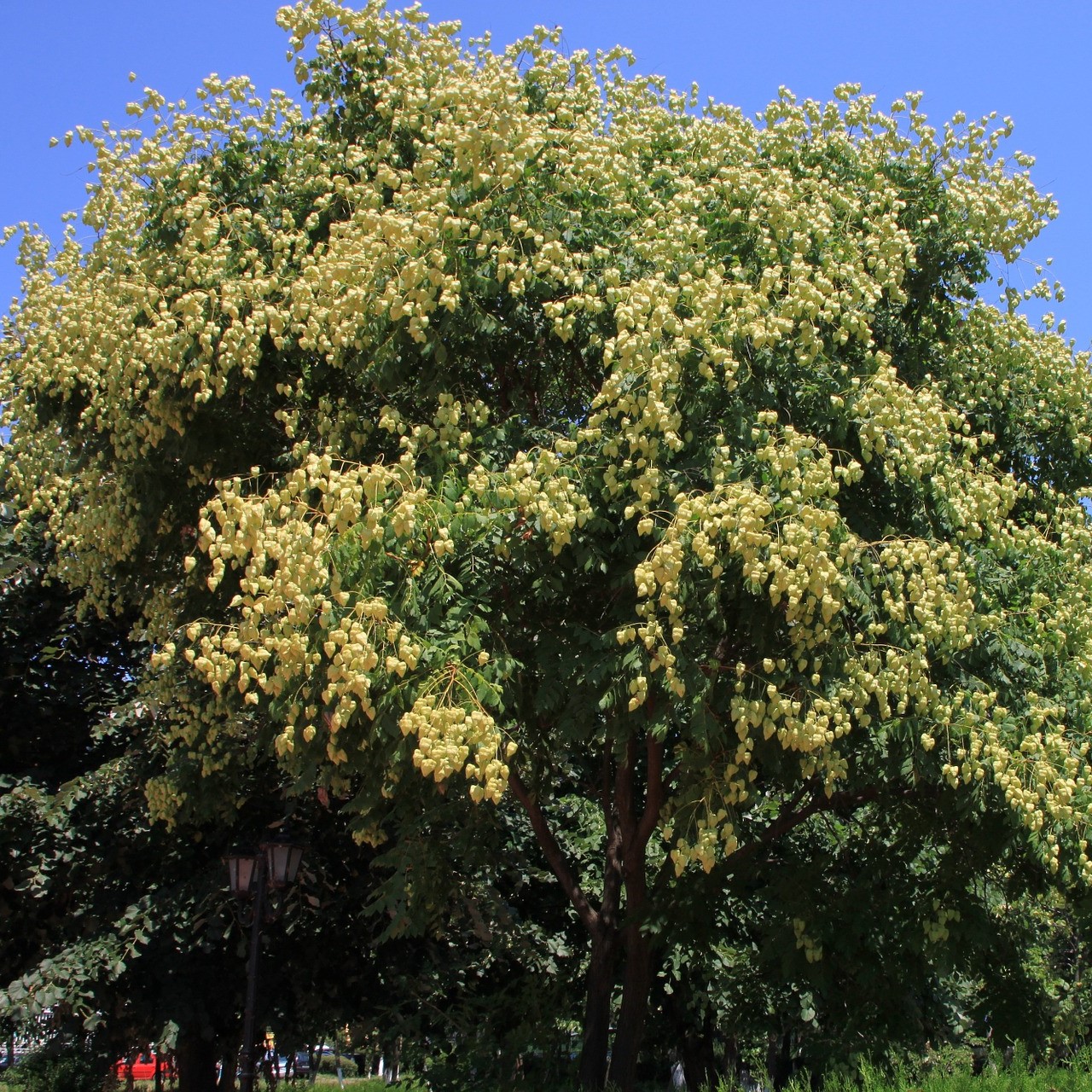 Blasenbaum - Blasenesche - Koelreuteria paniculata