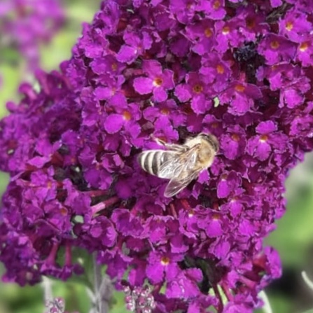 Sommerflieder Nanho Purple rot-violett blühend duftend 40 - 60 cm Buddleja davidii im 2-3 Liter Topf