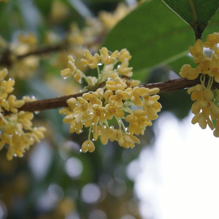 Frühlingsduftblüte Osmanthus burkwoodii 5 Liter Topfballen