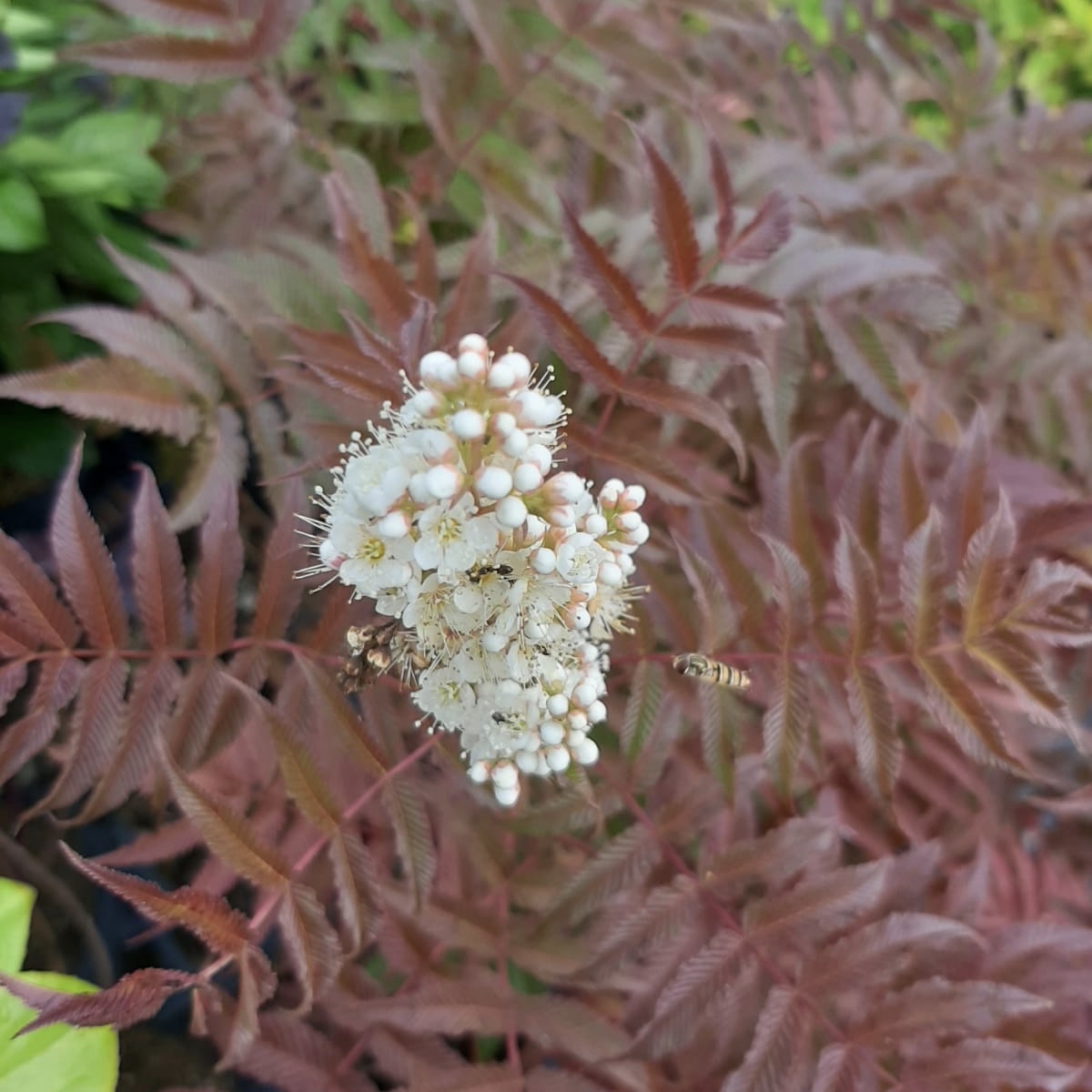 Fiederspiere Sem ® - Sorbaria sorbifolia