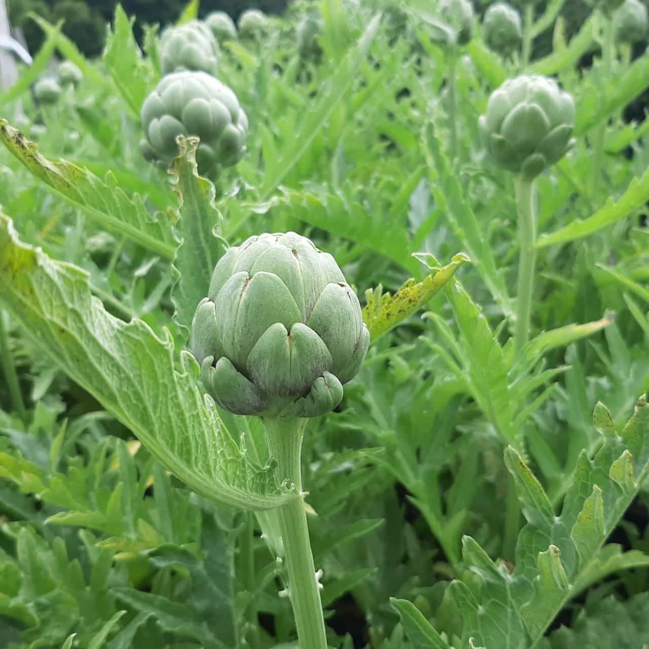 Artischocke - Cynara cardunculus Pflanze im 1 Liter Topf