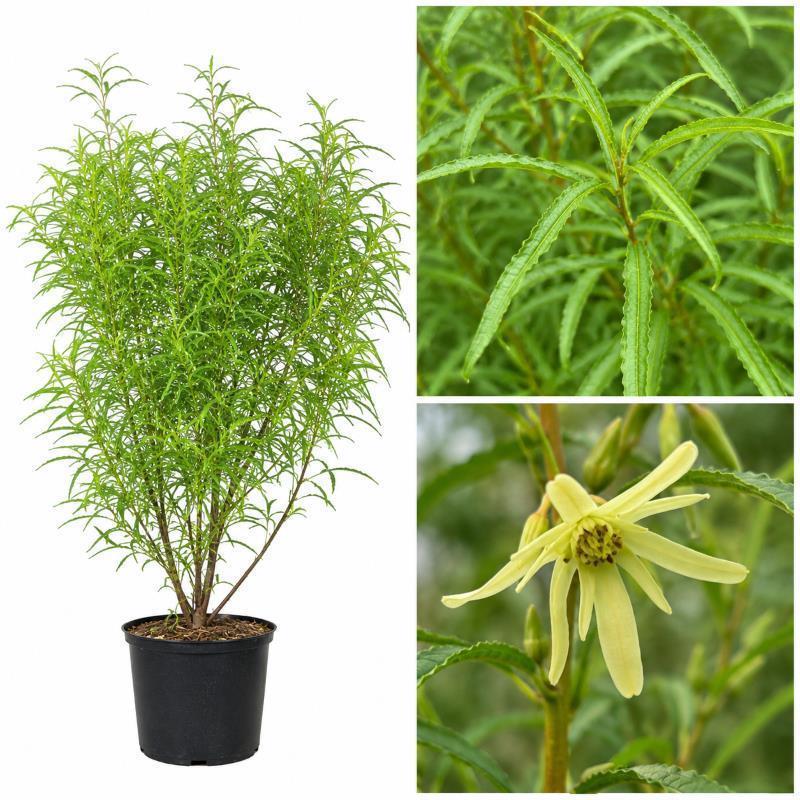 Farnblättriges Pulverholz Fine Line® - Rhamnus frangula 40-60 cm 3 Liter Topfballen