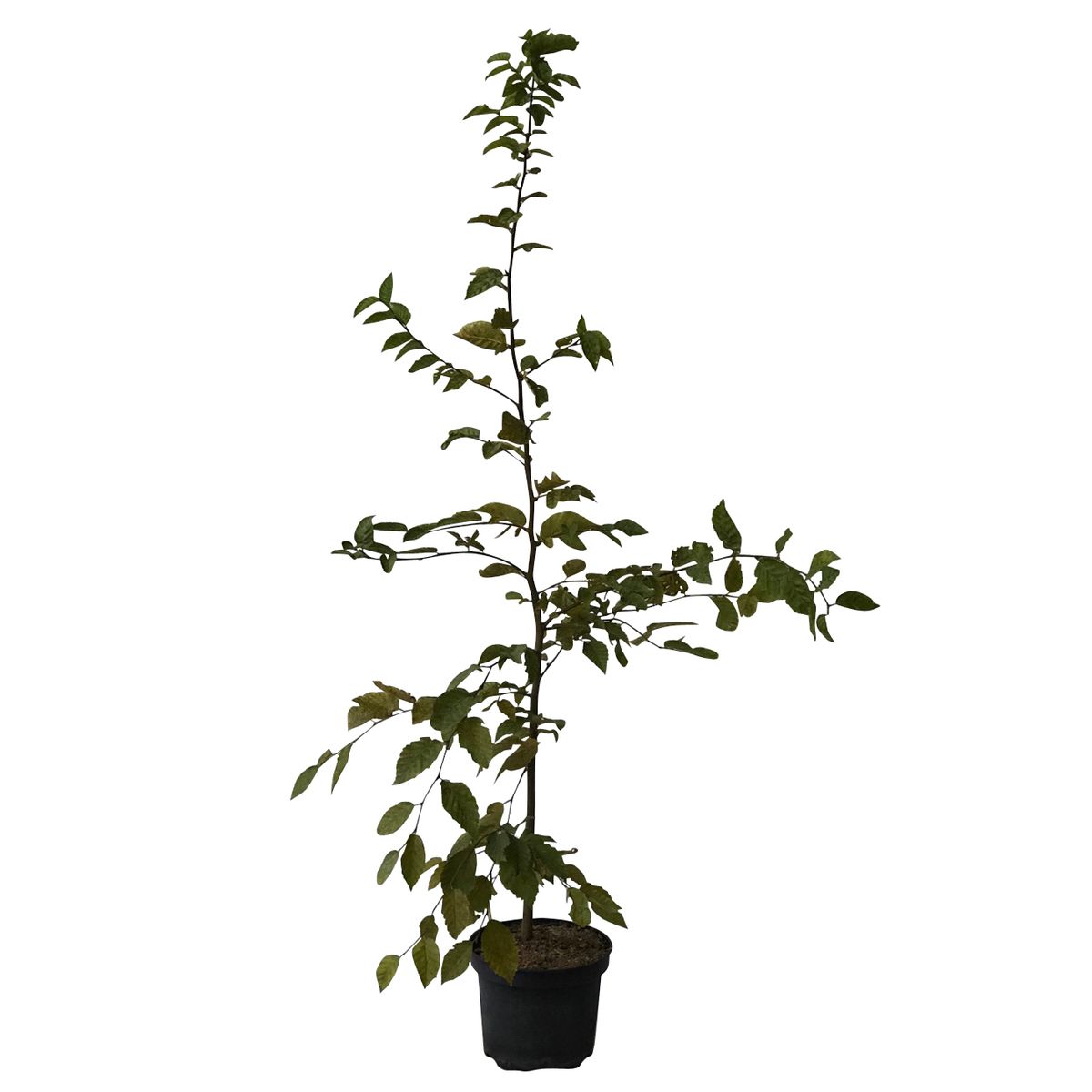 Hainbuche - Carpinus betulus 5 Liter Topfballen
