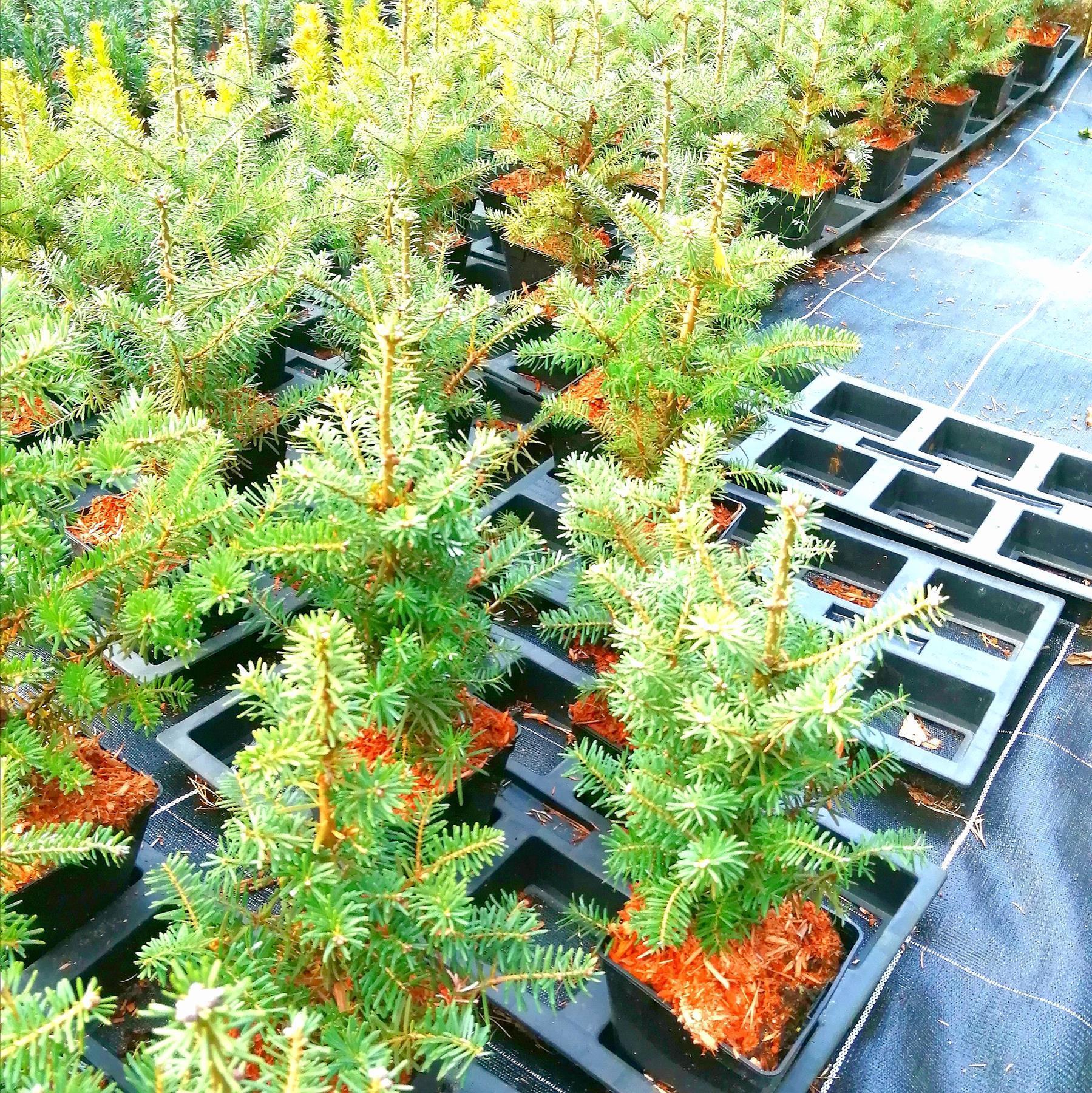 Koreatanne - Abies koreana Korea-Tanne 0,5 Liter 20-30 cm -P9-