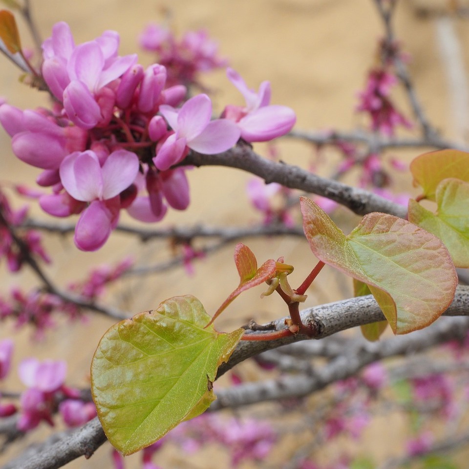 Judasbaum - Cercis siliquastrum 40-60 cm 3 Liter Topfballen