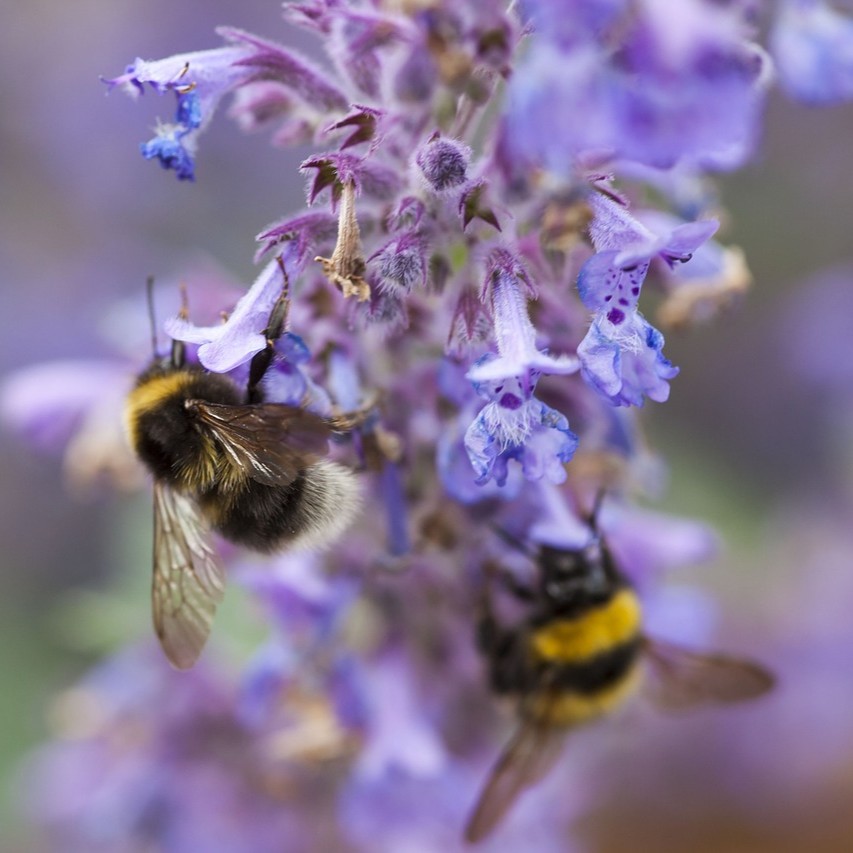 Spanische Katzenminze - Nepeta tuberosa