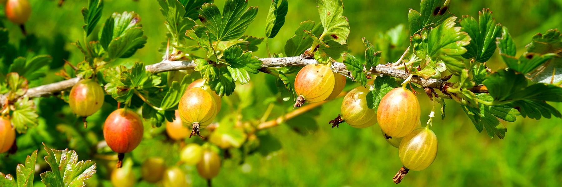 Ein Stachelbeerstrauch voller reifer Früchte, die zum Pflücken einladen. Genießen Sie köstliche, selbst geerntete Stachelbeeren aus Ihrem Garten.