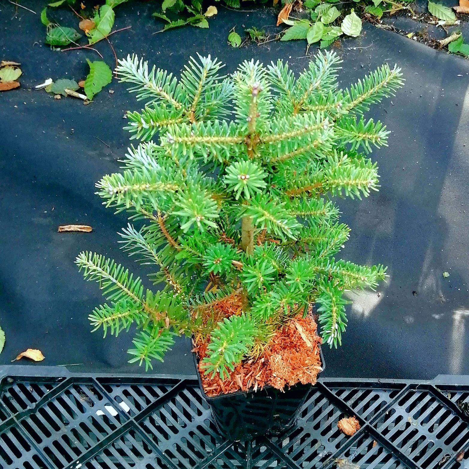 Koreatanne - Abies koreana Korea-Tanne 0,5 Liter 20-30 cm -P9-