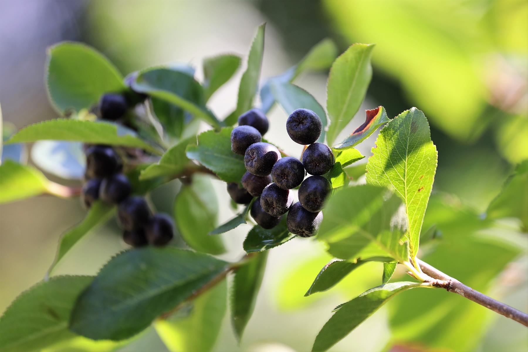 Die Aroniabeere ist ein wertvolles Wildobst, hier als Frucht an einem Zweig. Aus den Beeren kann leckerer Saft gewonnen werden.