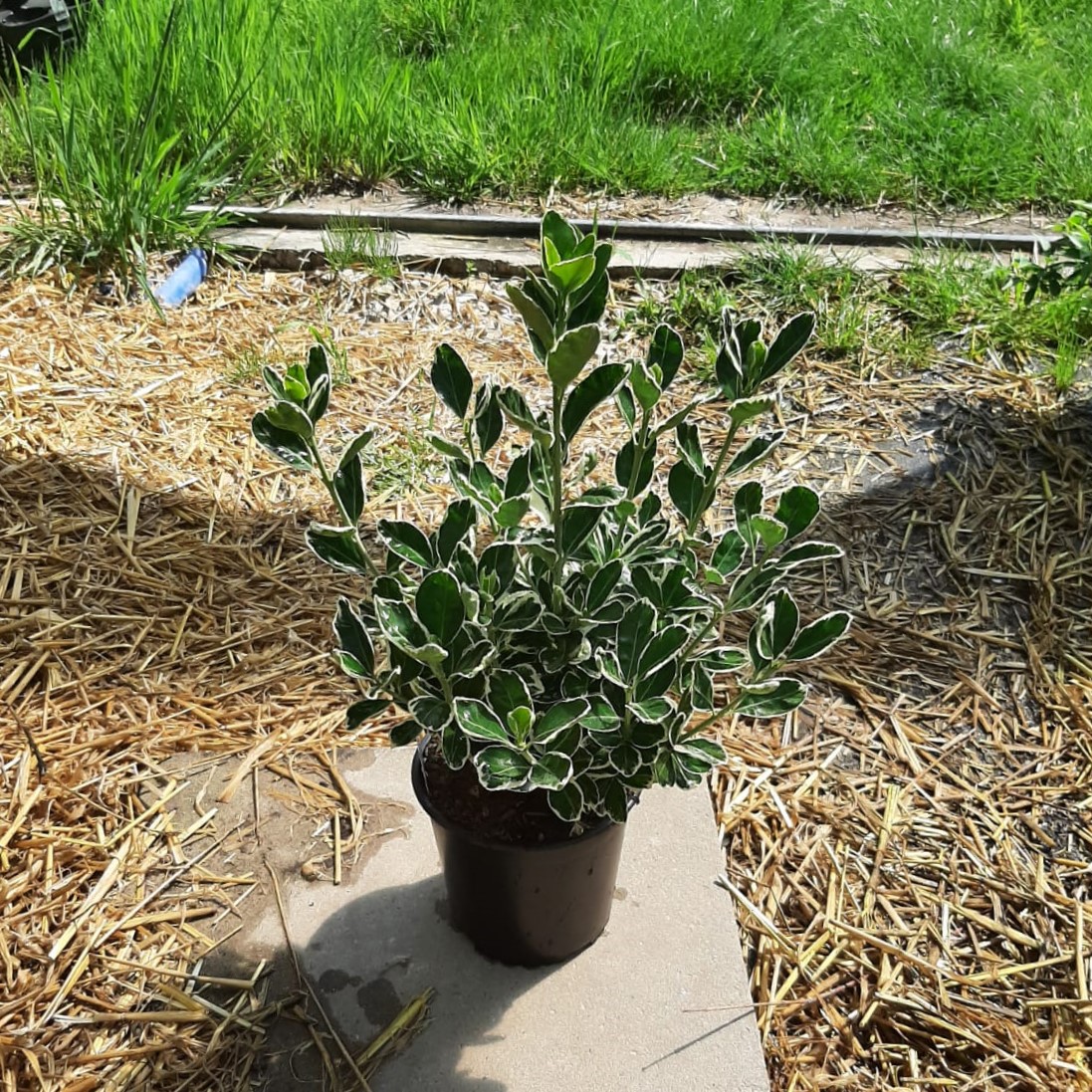 Immergrüner Spindelstrauch japanischer Spindelstrauch Euonymus Kathy