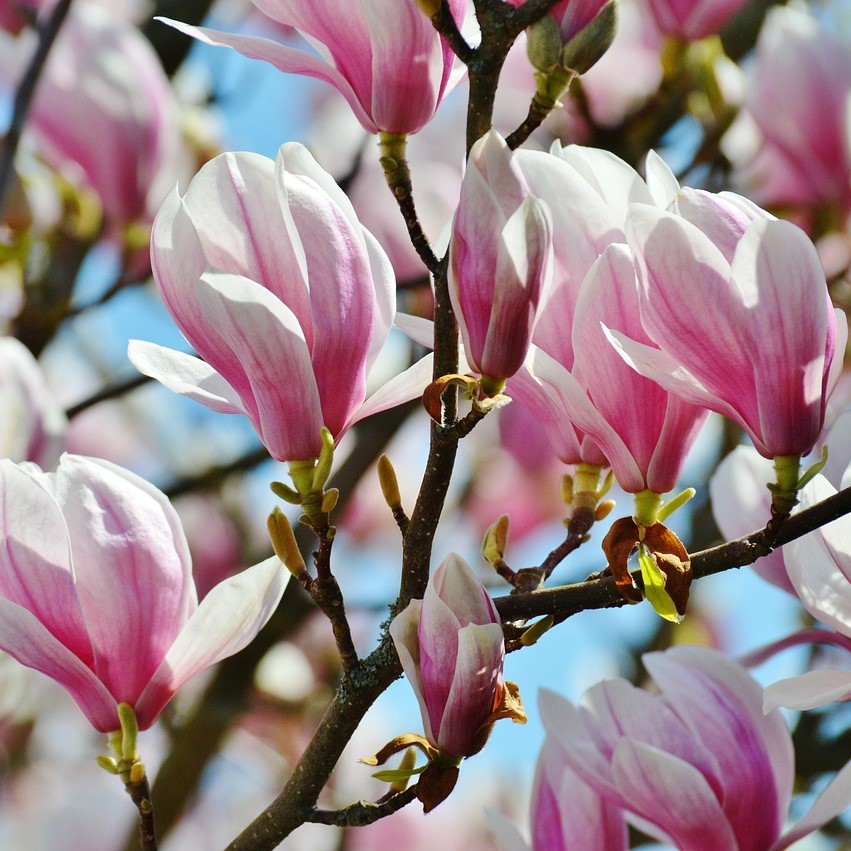 Tulpenmagnolie - Magnolia soulangiana 3 Liter Topfballen 30-40 cm