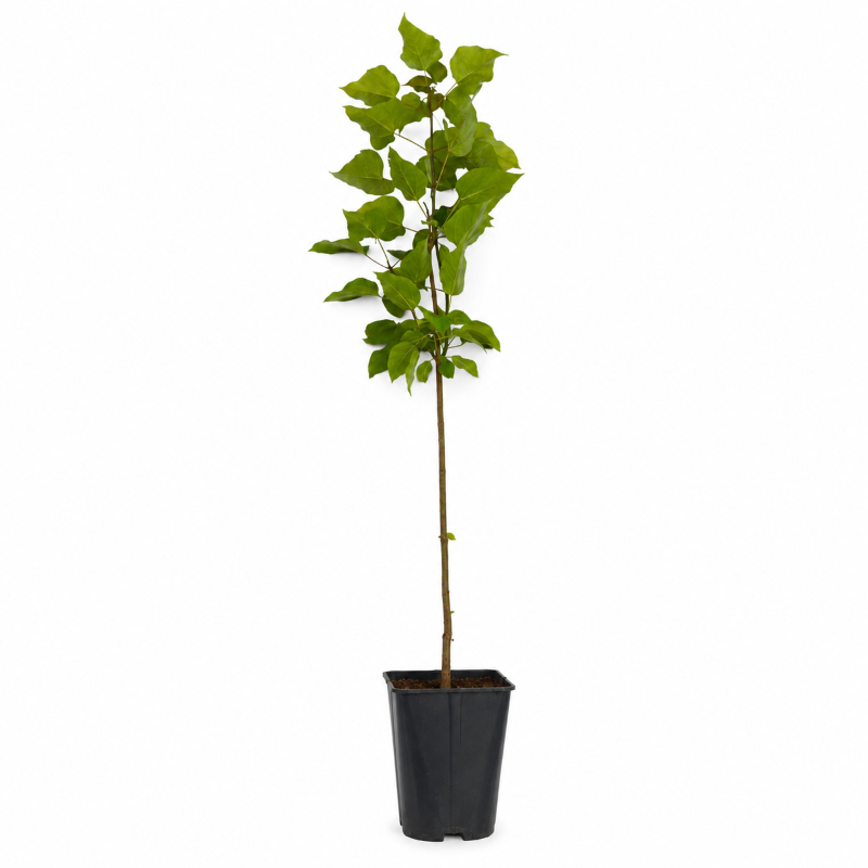 Winterlinde Linde -  Tilia cordata