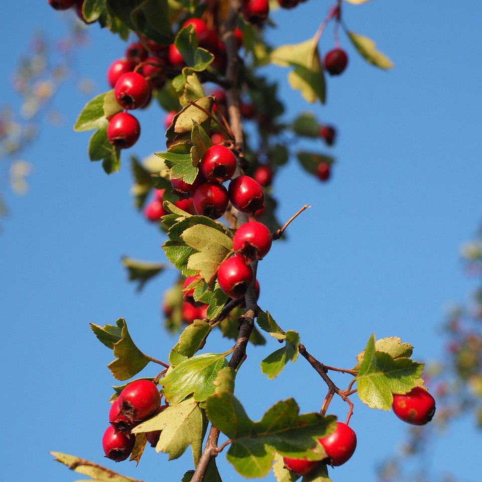 Eingriffeliger Weißdorn Hagedorn - Crataegus monogyna 3 Liter Topfballen