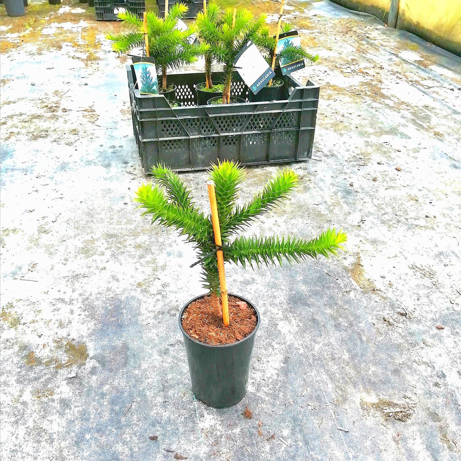 Chilenische Schmucktanne Andentanne Araucaria 0,5 Liter Topf verzweigt