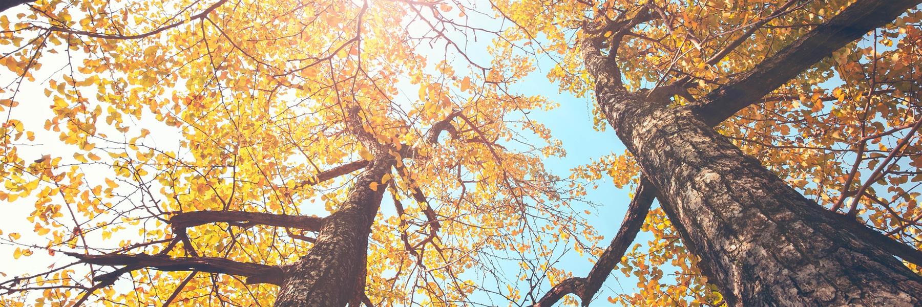 Klimabäume sind Baumarten, die besonders robust sind. Sie vertragen Hitze und Trockenheit sowie starken Frost und stark schwankende Bedingungen.