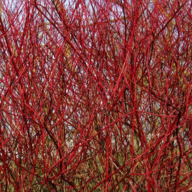Sibirischer Hartriegel Cornus alba Sibirica - Rotholz-Hartriegel