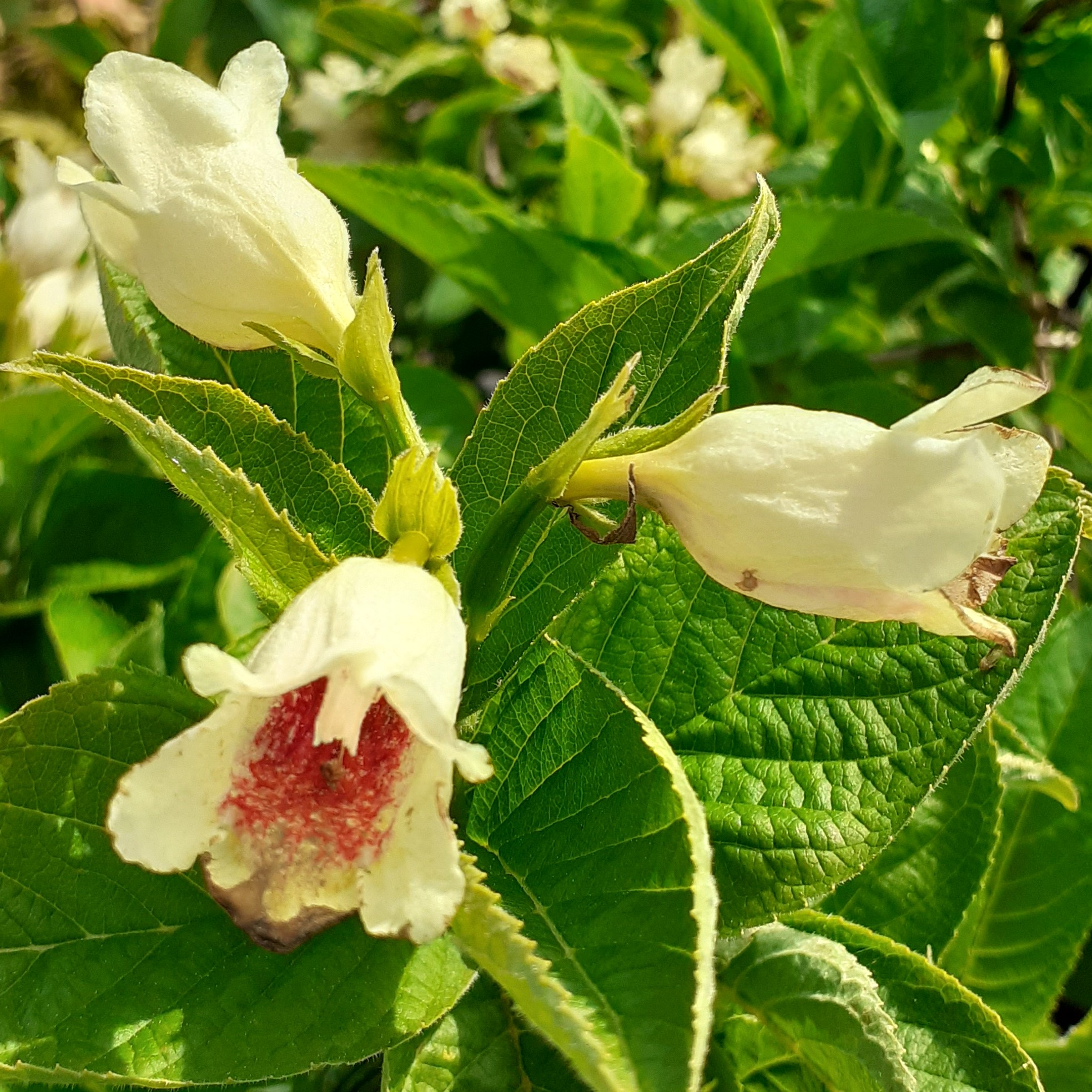 Goldweigelie - Weigela middendorffiana
