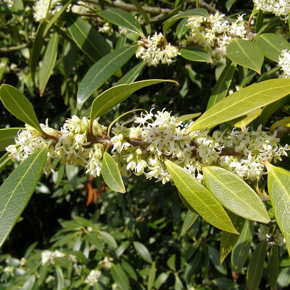Frühlingsduftblüte Osmanthus burkwoodii 5 Liter Topfballen