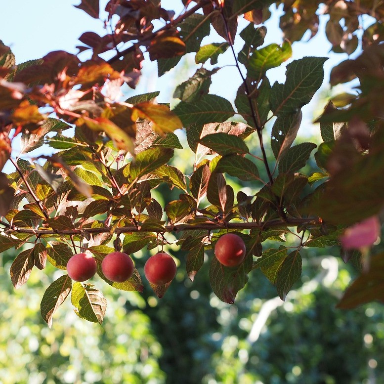 Aprikosen-Kirsche Aprikyra® - Prunus x Armeniaca 7-10 Liter Topfballen