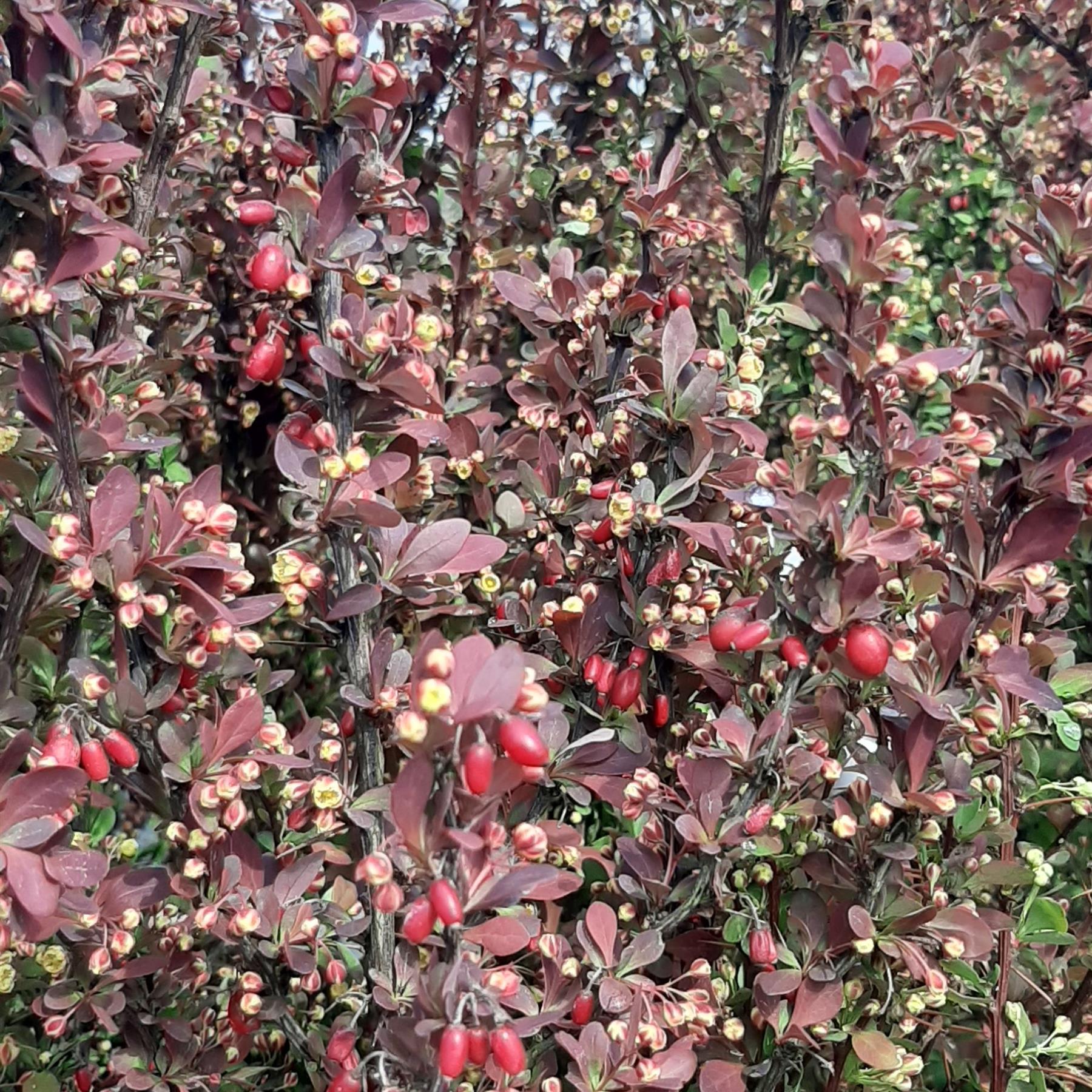 Blutberberitze Berberis thunbergii 'Red Rocket'