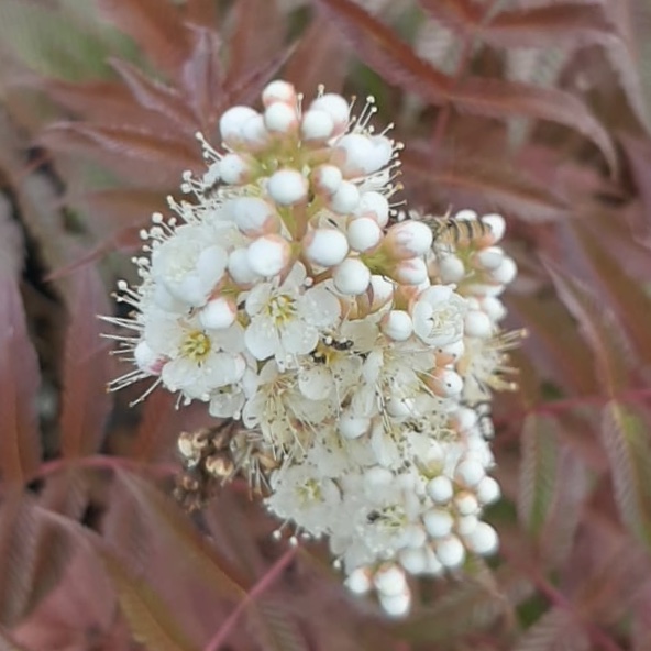 Fiederspiere Sem ® - Sorbaria sorbifolia