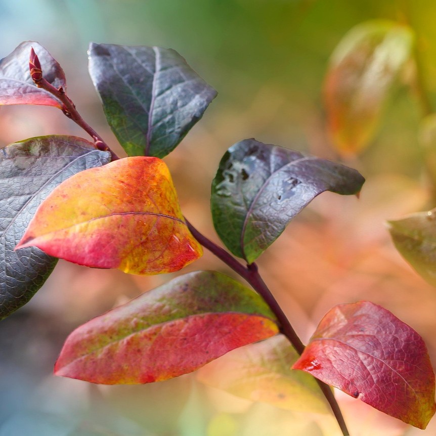 Heidelbeere Bluegold - Vaccinium corymbosum