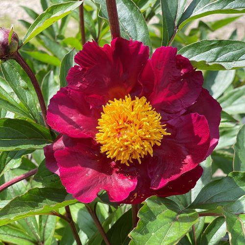 Rote Pfingstrose Balliol - Paeonia lactiflora