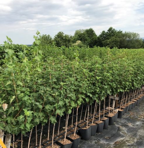 Cassissima® Black Marble® -  schwarze Johannisbeere große Beeren