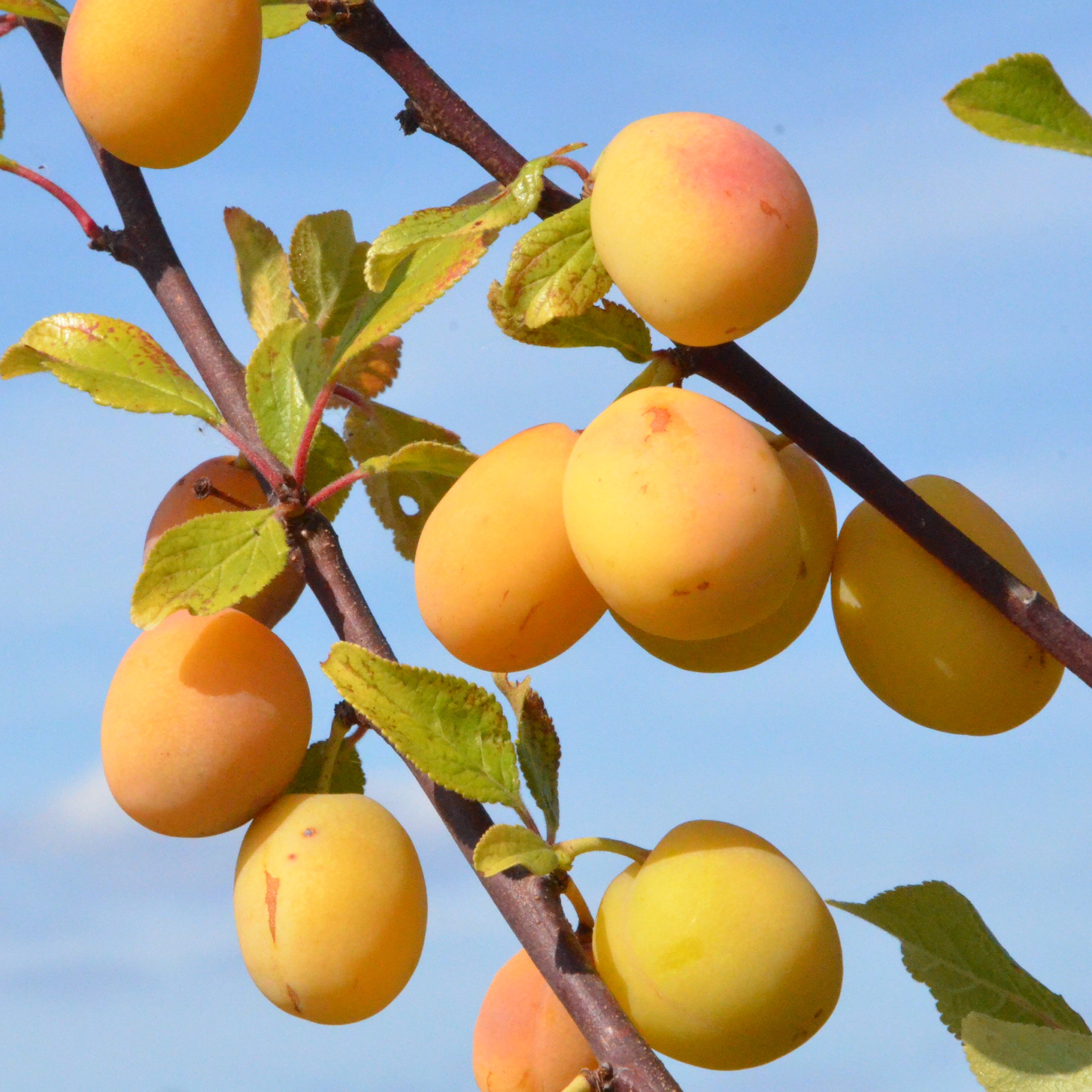 Aprikosen-Kirsche Aprikyra® - Prunus x Armeniaca