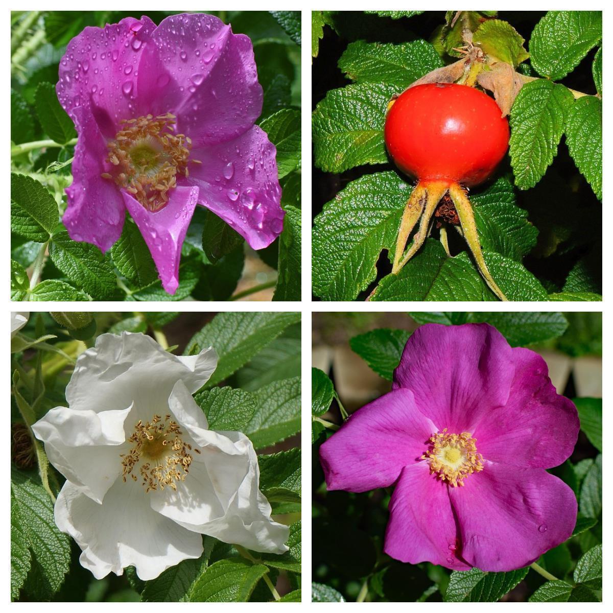 Kartoffelrose  - Rosa rugosa 40-60 cm 3 Liter Topfballen