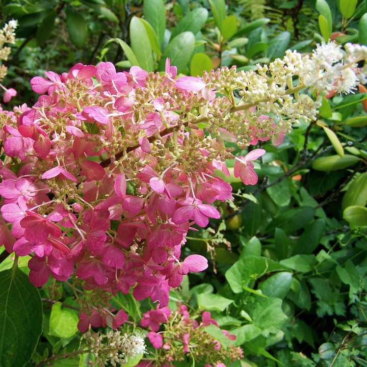 Rispenhortensie Pink Lady Hydrangea paniculata ca 40-60 cm 3 Liter Topf