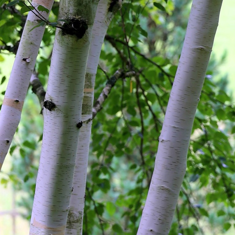 Himalaya Birke Schneebirke - Betula utilis jacquemontii 3 Liter Topfballen