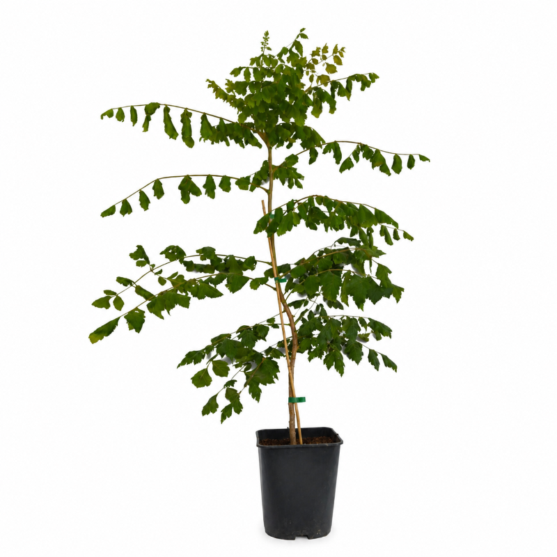 Blasenbaum - Blasenesche - Koelreuteria paniculata