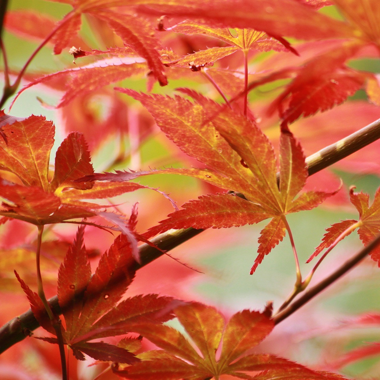 Orangegelber Fächerahorn - Acer palmatum Orange Dream 1 Liter