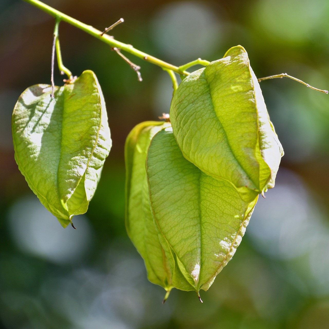 Blasenbaum - Blasenesche - Koelreuteria paniculata