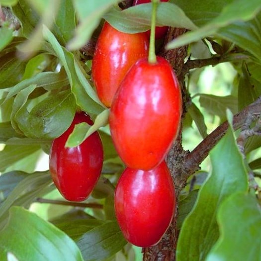 Kornelkirsche Gelber Hartriegel - Cornus mas  5 Liter Topfballen