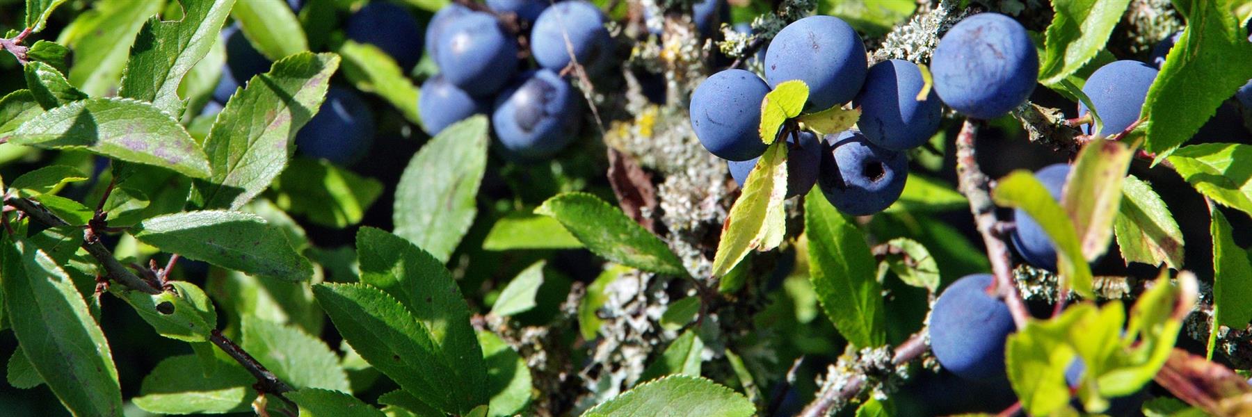 Die Schlehe ist ein heimischer Wildstrauch mit früher üppiger Blüte ab März. Sie gehört zu den Steinobstgewächsen, zu der Gruppe der Pflaumengewächse.