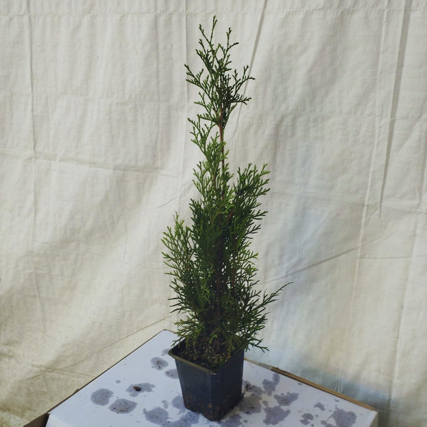 10 Stück Thuja Smaragd Frischgrüner Kegel-Lebensbaum Heckenpflanzen Immergrüne Heckenpflanze im 3 Liter Topfballen