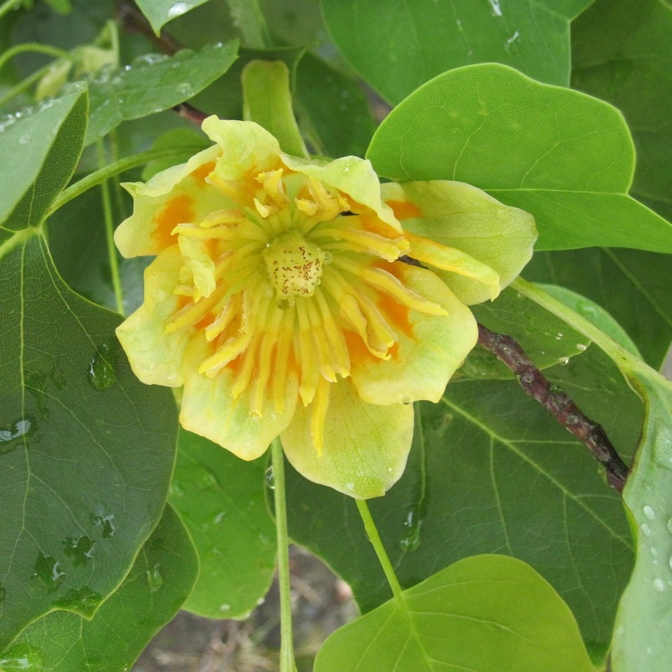Tulpenbaum - Liriodendron tulipifera 3 Liter Topfballen