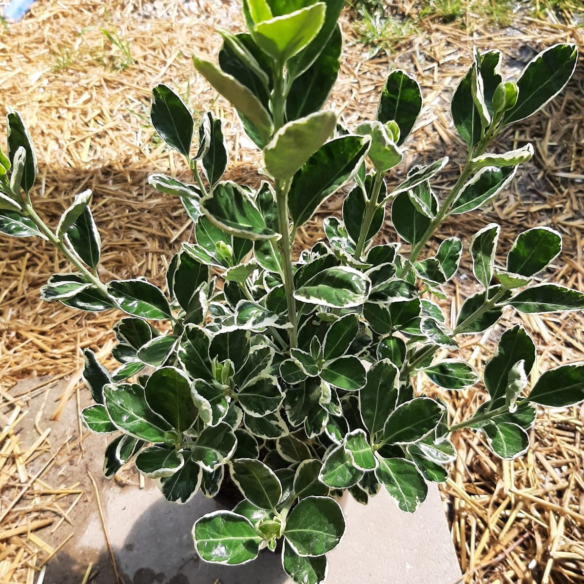 Immergrüner Spindelstrauch japanischer Spindelstrauch Euonymus Kathy