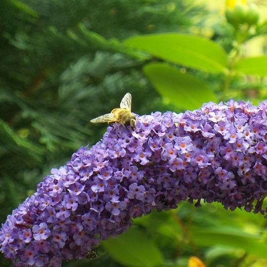 Zwerg Sommerflieder Buddleja davidii Blue Heaven ® blau lila blühend, ca. 30-60 cm im 3 Liter Topf