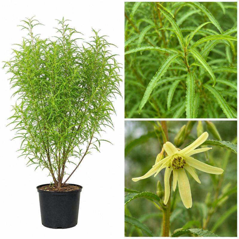 Farnblättriges Pulverholz Fine Line® - Rhamnus frangula 40-80 cm 5 Liter Topfballen