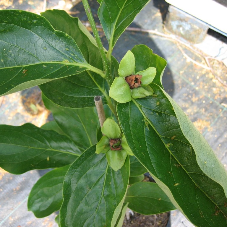 Kaki Steiermark Diospyros Kaki 1 Liter