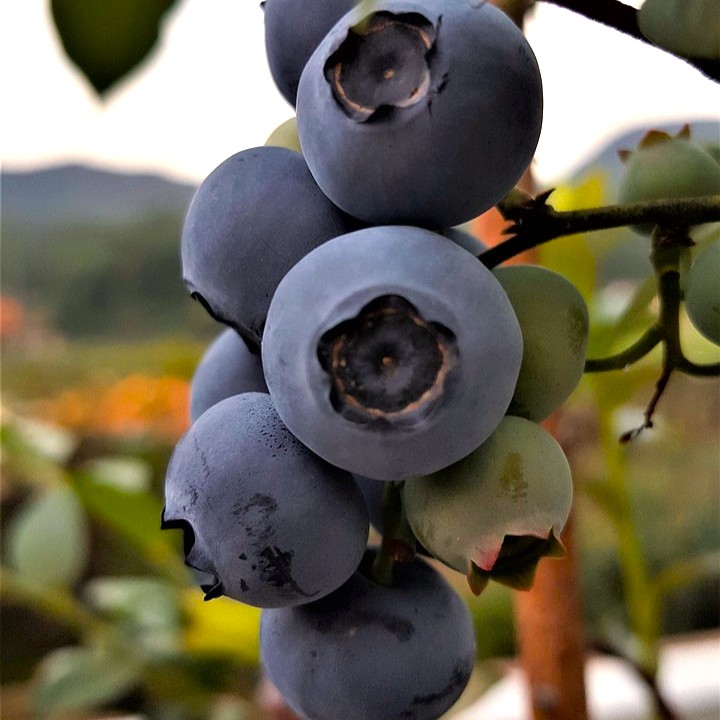 Heidelbeere Bluegold - Vaccinium corymbosum