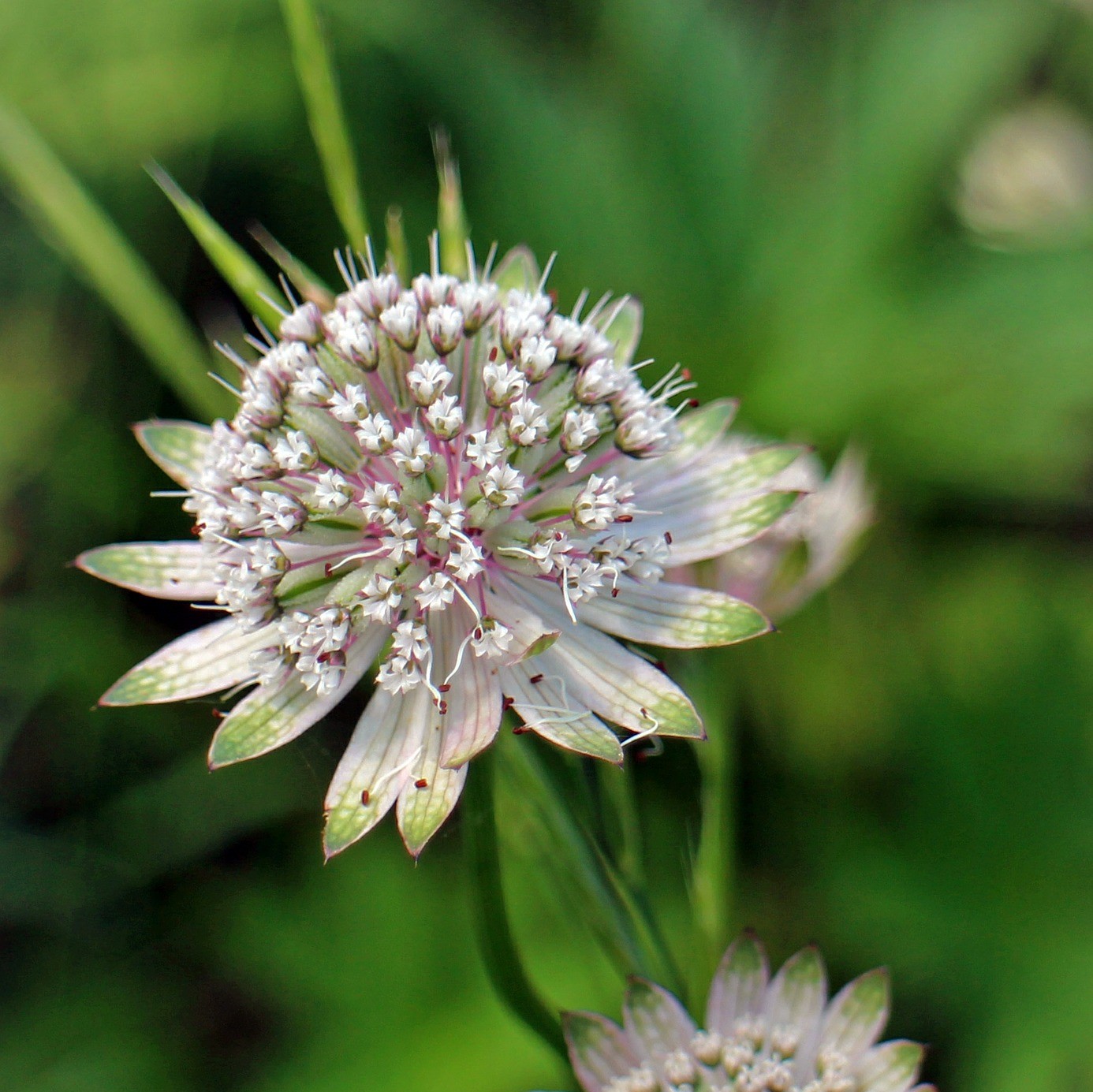 Große Sterndolde Astrantia major filigrane - Sommestaude