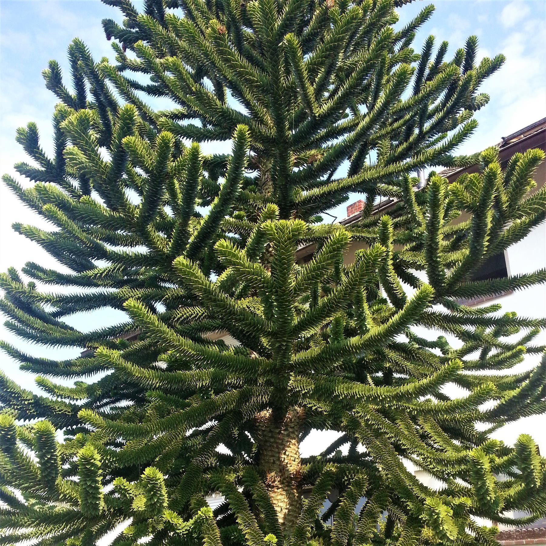 Chilenische Schmucktanne Andentanne Araucaria 0,5 Liter Topf unverzweigt