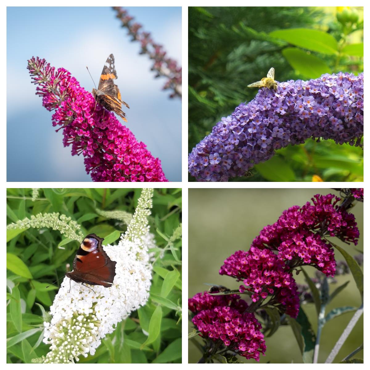Zwerg Sommerflieder Buzz ® Midnight Buddleja davidii blau violette Blüte