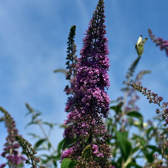 Sommerflieder Buddleja davidii African Queen purpurviolett blauviolett blühend duftend im 3 L Topf