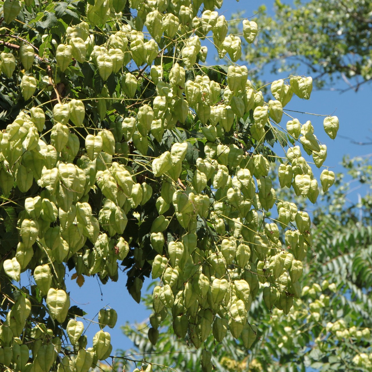 Blasenbaum - Blasenesche - Koelreuteria paniculata